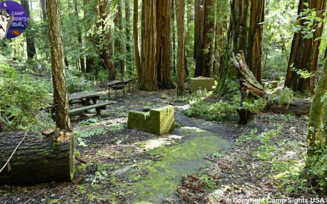 Portola Redwoods Site Ravine