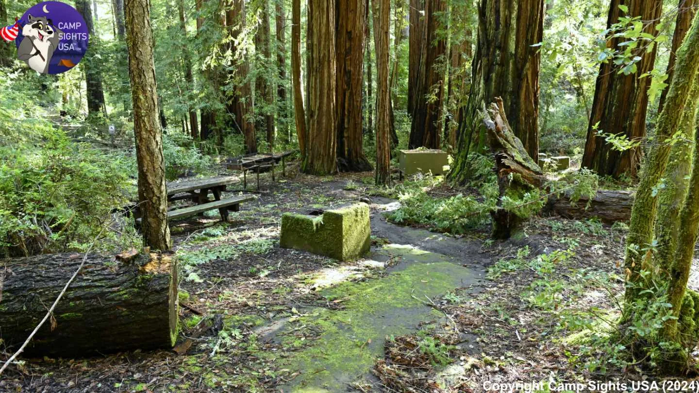Portola Redwoods Site Ravine