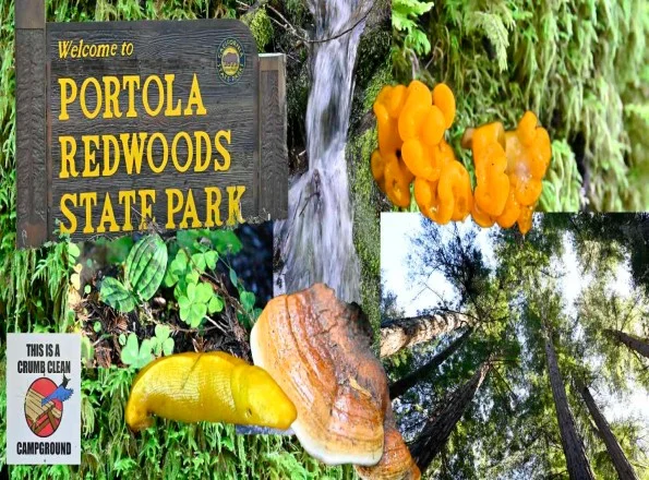 Portola