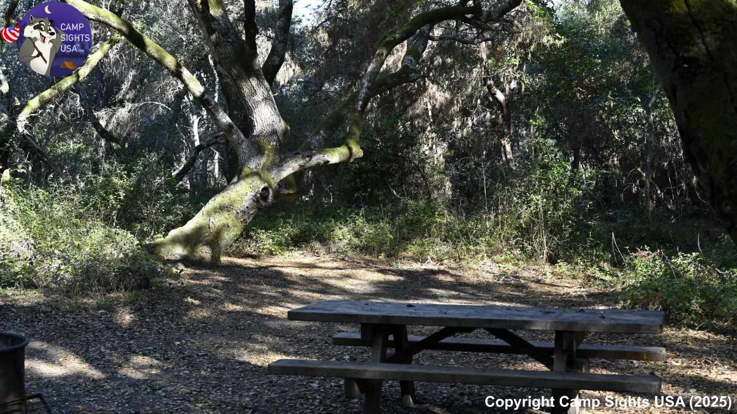 Henry Cowell State Park #62