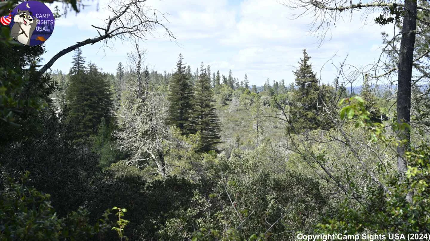 Henry Cowell State Park #75