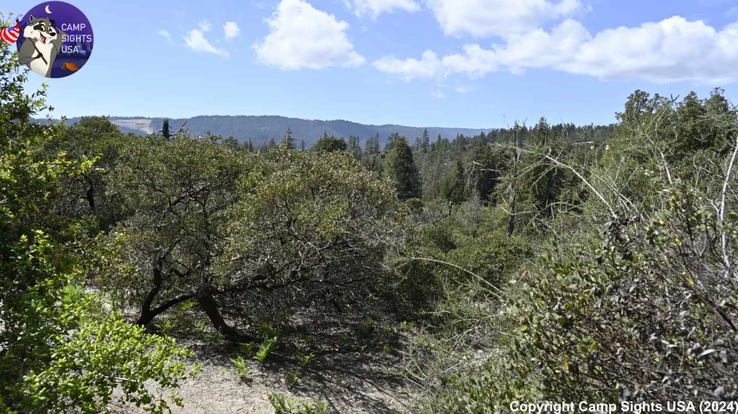 Henry Cowell State Park #76